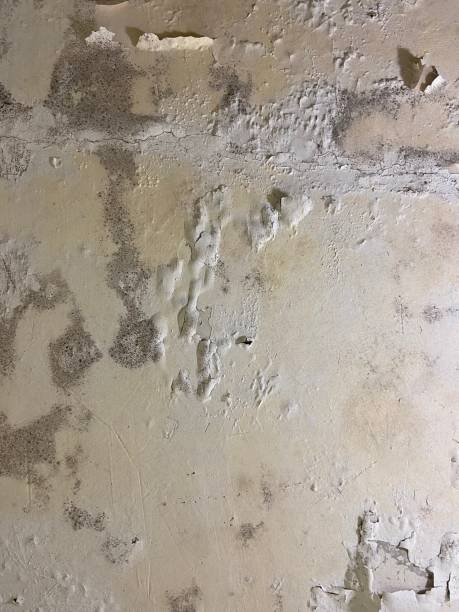Best Residential Mold Removal  in Scotia, NY