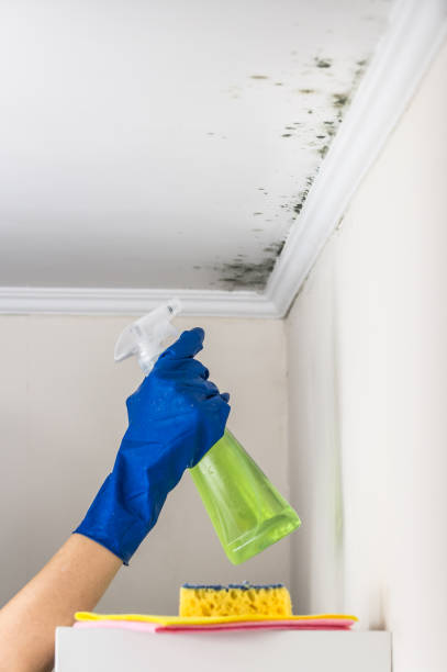 Best Attic Mold Removal  in Scotia, NY